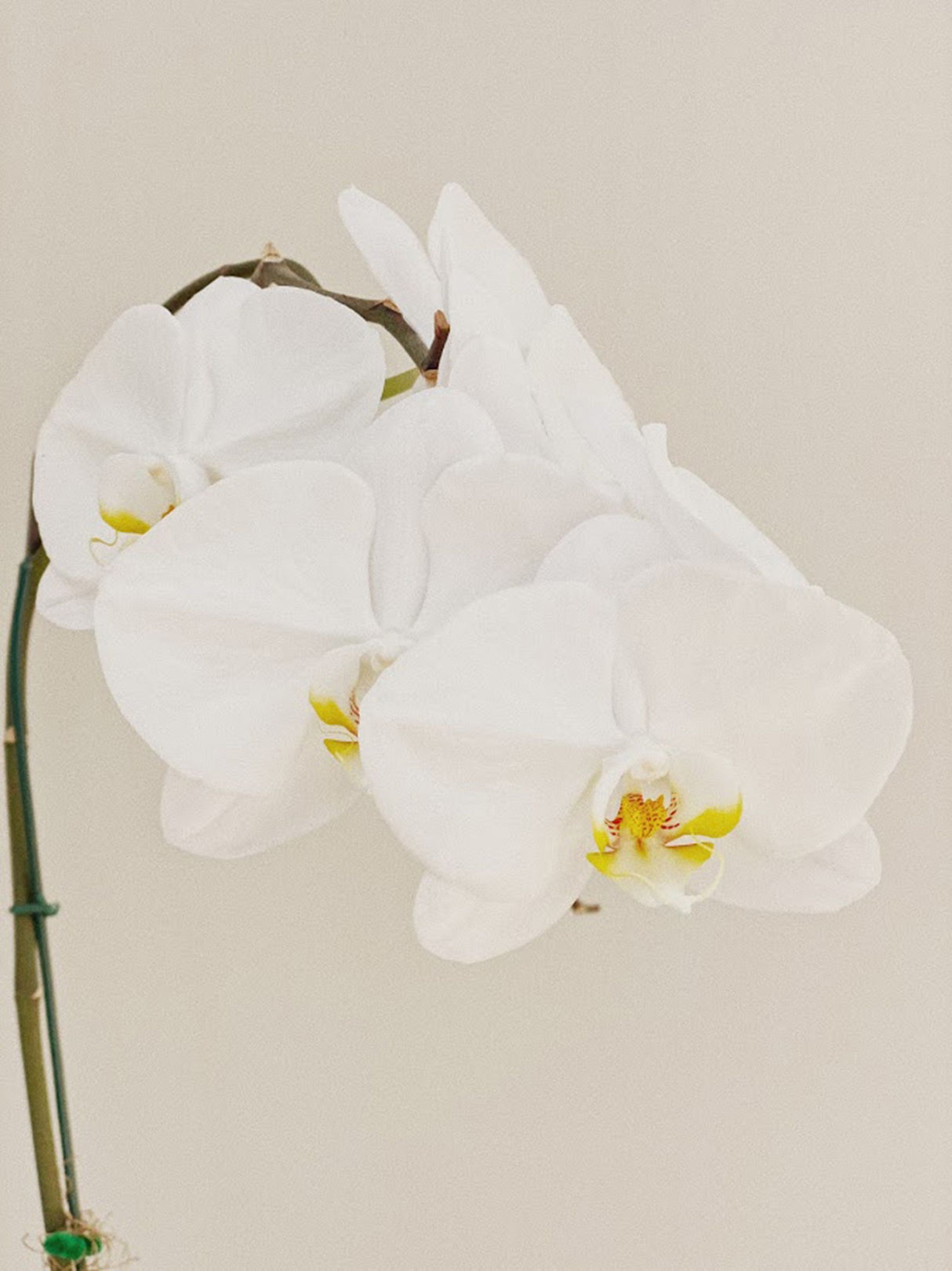 Close up of an orchid flower, representing the Thai Orchid fragrance in 1001 Carpet Fresh Pet