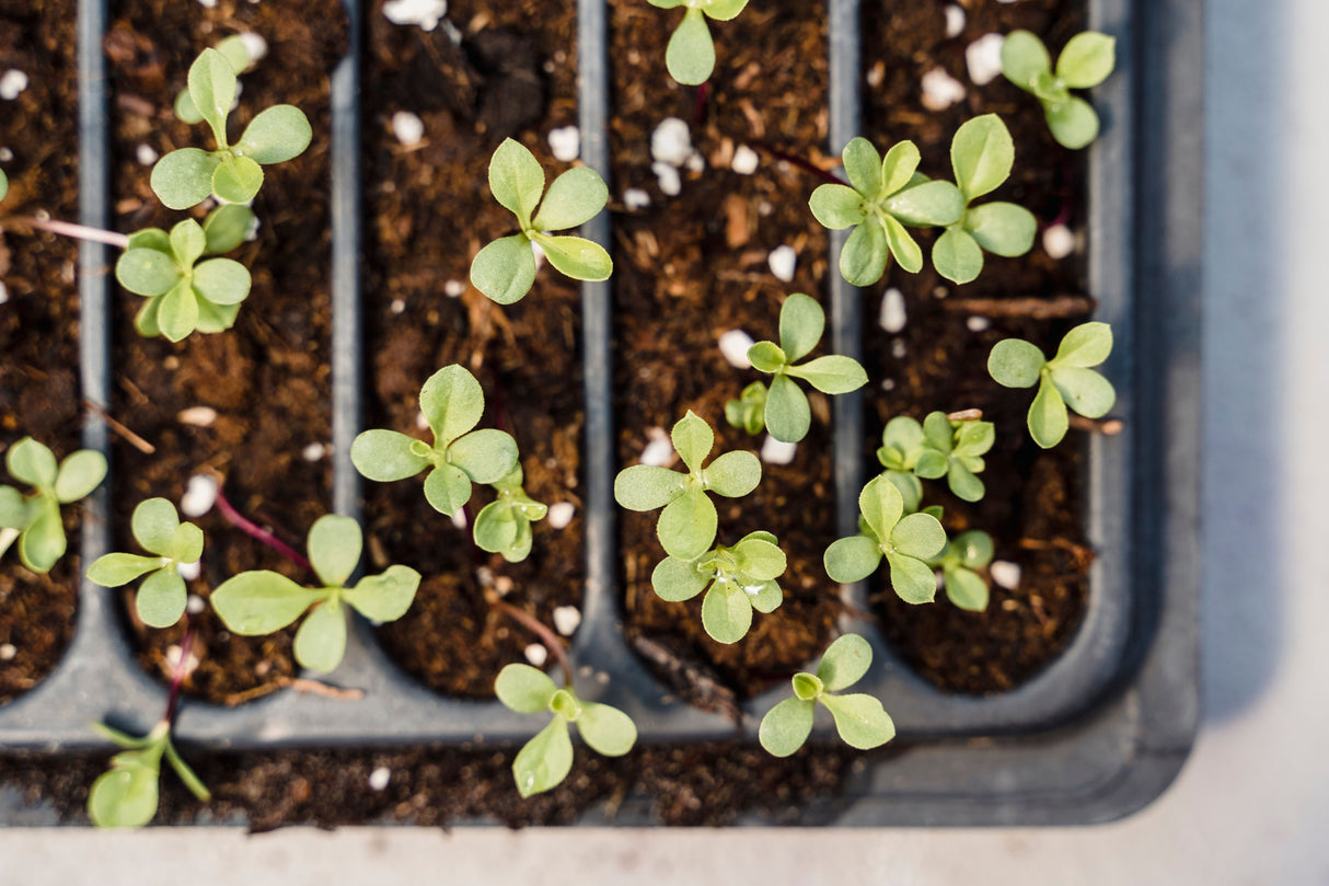 Young seedlings growing in individual cells of a propagator tray, showing strong root development before transplanting
