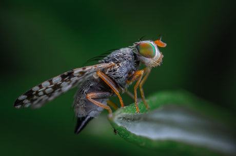 Close-up of a fruit fly, the small soft-bodied insect that fly spray targets