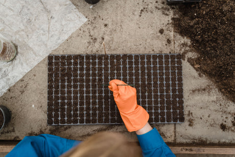 Gardener sowing seeds into a black plastic seed tray filled with compost inside a greenhouse, part of our seed trays and propagation collection