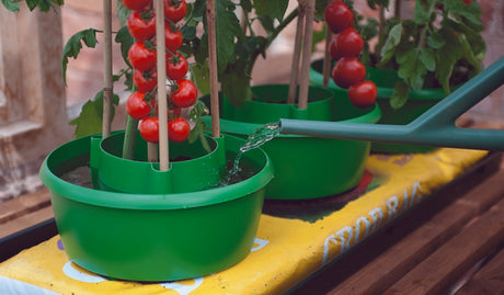 https://www.accesstoretail.com/uploads/partimages/338373%20Plant%20Halos%20Green_1024.jpg