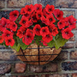 https://www.accesstoretail.com/uploads/partimages/392855_20180208132450_1024.jpg
