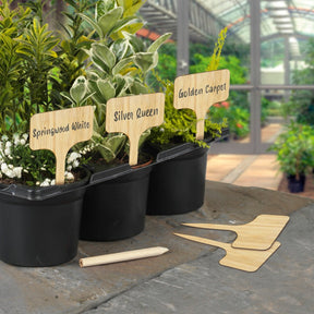 Pack of 10 Ambassador bamboo T shaped plant labels with a free pencil, an eco friendly alternative to plastic garden labels