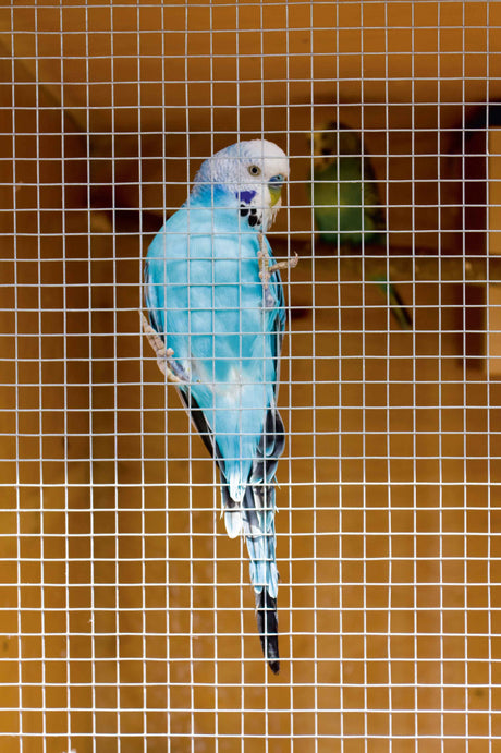 https://www.accesstoretail.com/uploads/partimages/613256%20WMP669%20Cage%20%26%20Aviary%20Welded%20Panel_1024.jpg