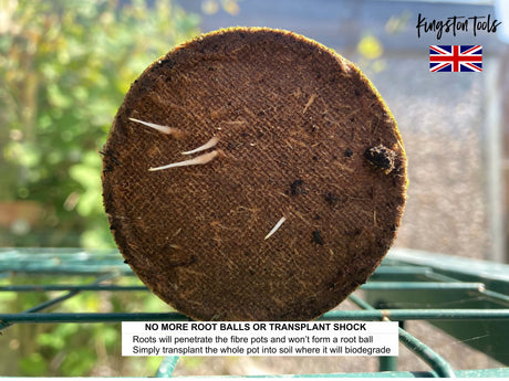 Roots growing through the walls of a biodegradable fibre pot, demonstrating how the peat free wood pulp pot can be planted straight into the ground without disturbing the root ball