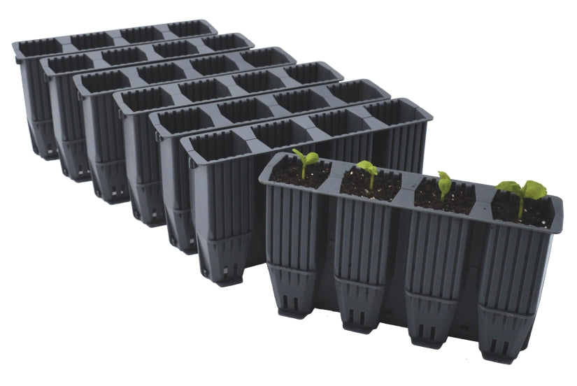 Seedlings growing in Garland 28 deep root split cells, showing healthy root development before transplanting