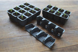 Seedlings growing in the split cells from the Garland 24 Cell Fast Root Success Kit, showing healthy root development