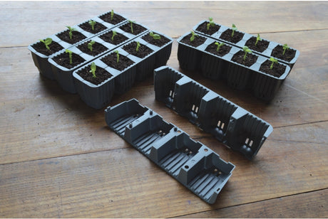 Seedlings growing in the split cells from the Garland 24 Cell Fast Root Success Kit, showing healthy root development
