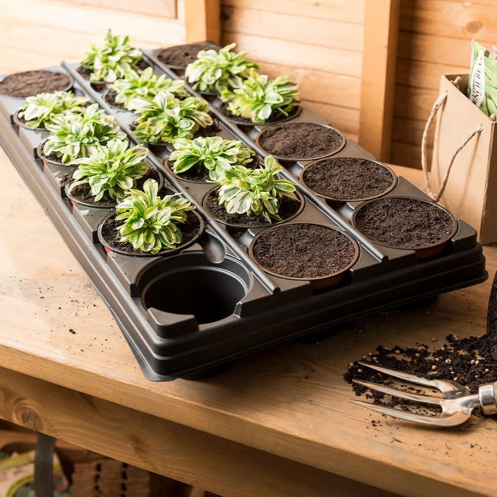 Individual seedling growing in a small plastic pot standing inside a tray, an example of a seedling that has been pricked out into its own pot.