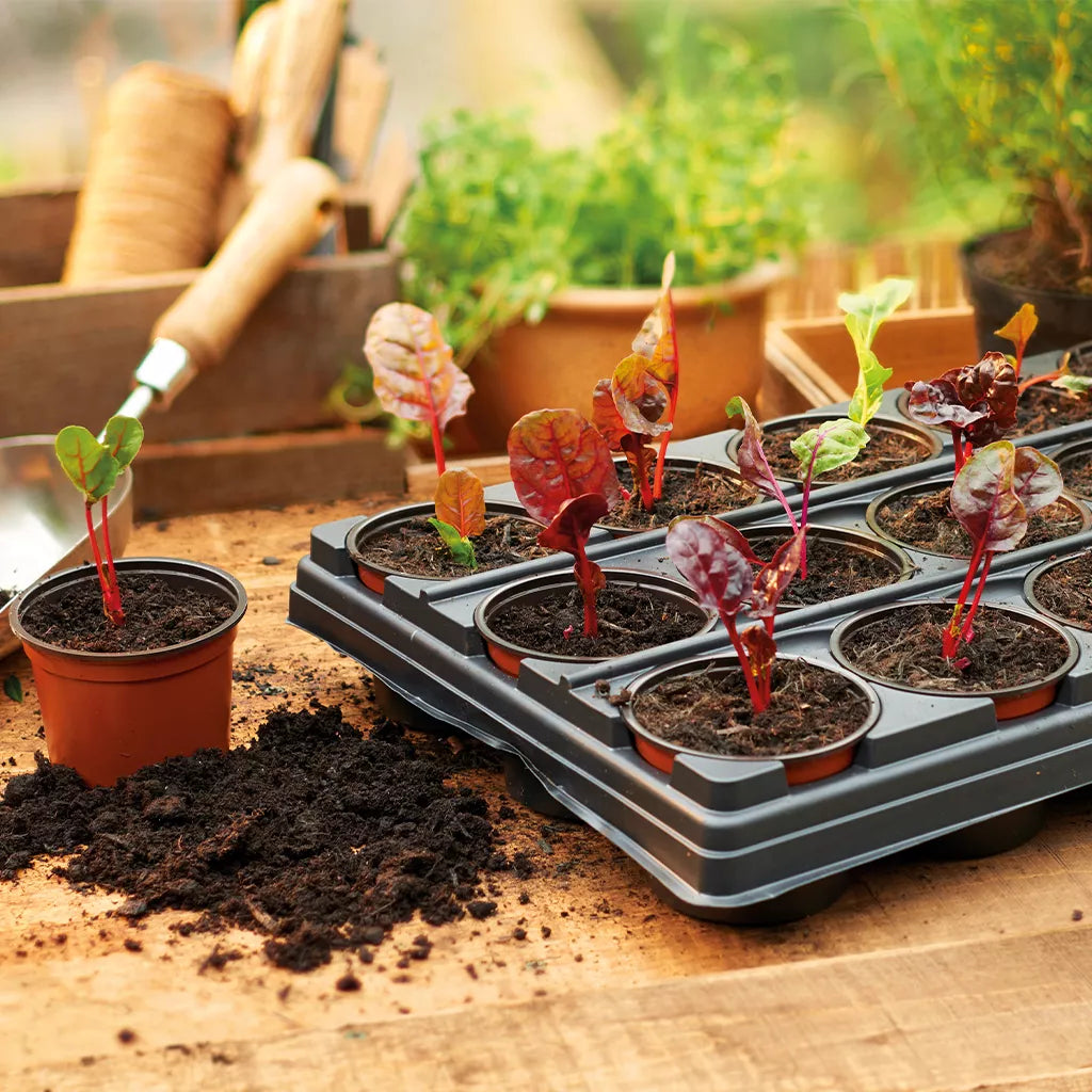 Young seedlings growing in individual round pots slotted into a black carry tray, ready to be lifted out and planted on.