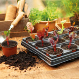 Young seedlings growing in individual round pots slotted into a black carry tray, ready to be lifted out and planted on.