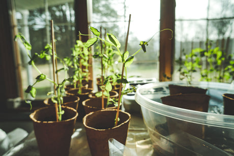 Rows of young seedlings growing in a greenhouse, the kind of bench setup suited to a large heated propagator like the Garland XL High Dome.