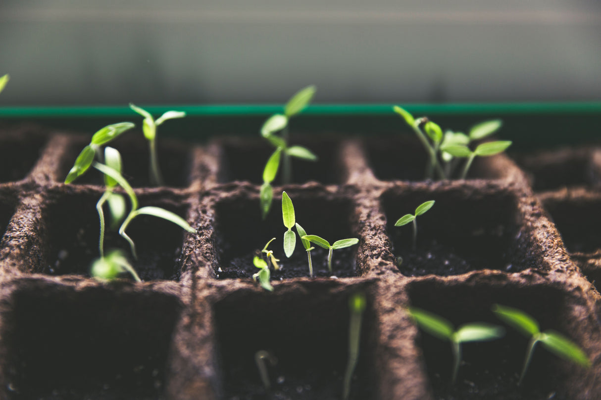 Close up of young seedlings sprouting in a seed tray, the kind of fast even germination a ventilated propagator lid helps to encourage.