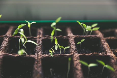 Close up of young seedlings sprouting in a seed tray, the kind of fast even germination a ventilated propagator lid helps to encourage.