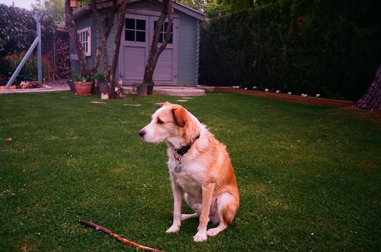 Patio Magic is safe for dogs and cats once the treated area is completely dry