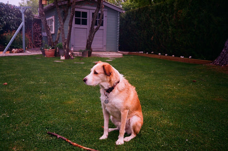 Patio Magic is safe for dogs and cats once the treated area is completely dry
