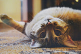 Playful cat lying on a carpet at home, the kind of everyday pet moment that can leave trapped odours in carpet fibres