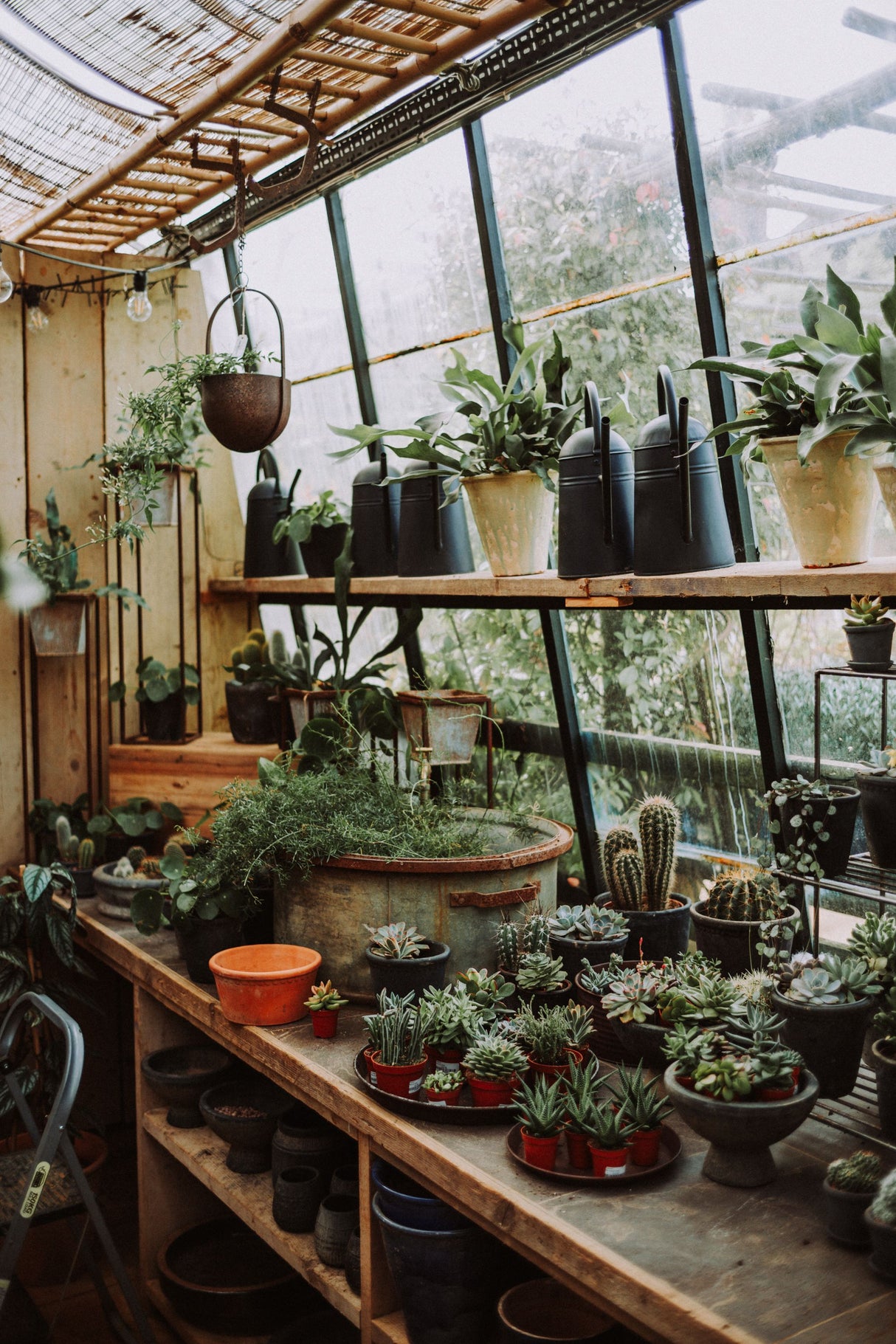 Rows of potted plants on greenhouse staging, the kind of setup a Garland Maxi Garden Tray is designed to sit under for easy watering and drainage.