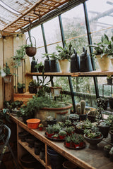 Rows of potted plants on greenhouse staging, the kind of setup a Garland Maxi Garden Tray is designed to sit under for easy watering and drainage.
