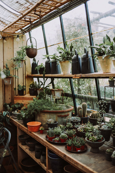 Many potted plants lined up together on greenhouse staging, the large scale watering setup a Garland Giant Garden Tray is designed to serve.