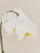 Close up of an orchid flower, representing the Thai Orchid fragrance in 1001 Carpet Fresh Pet