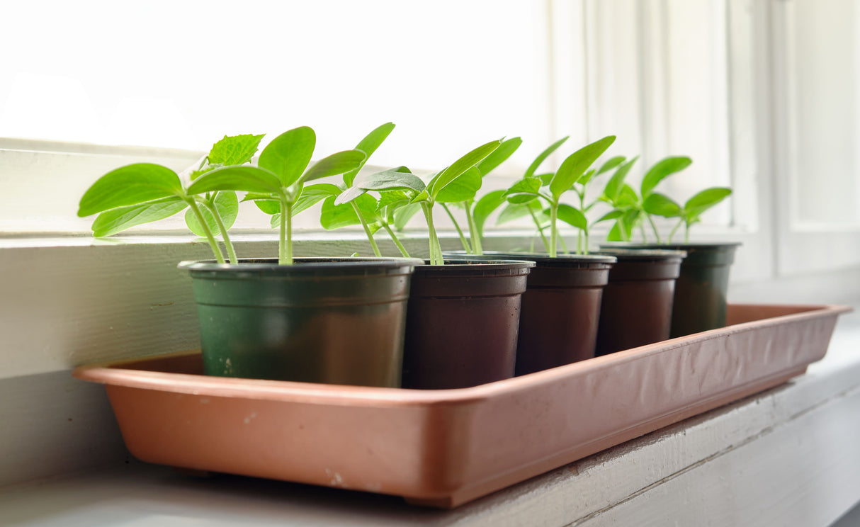 Young seedlings growing in pots on a sunlit windowsill, the kind of spot a heated windowsill propagator is designed to warm on cool or draughty days.