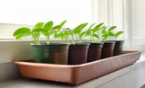 Young seedlings growing in pots on a sunlit windowsill, the kind of spot a heated windowsill propagator is designed to warm on cool or draughty days.