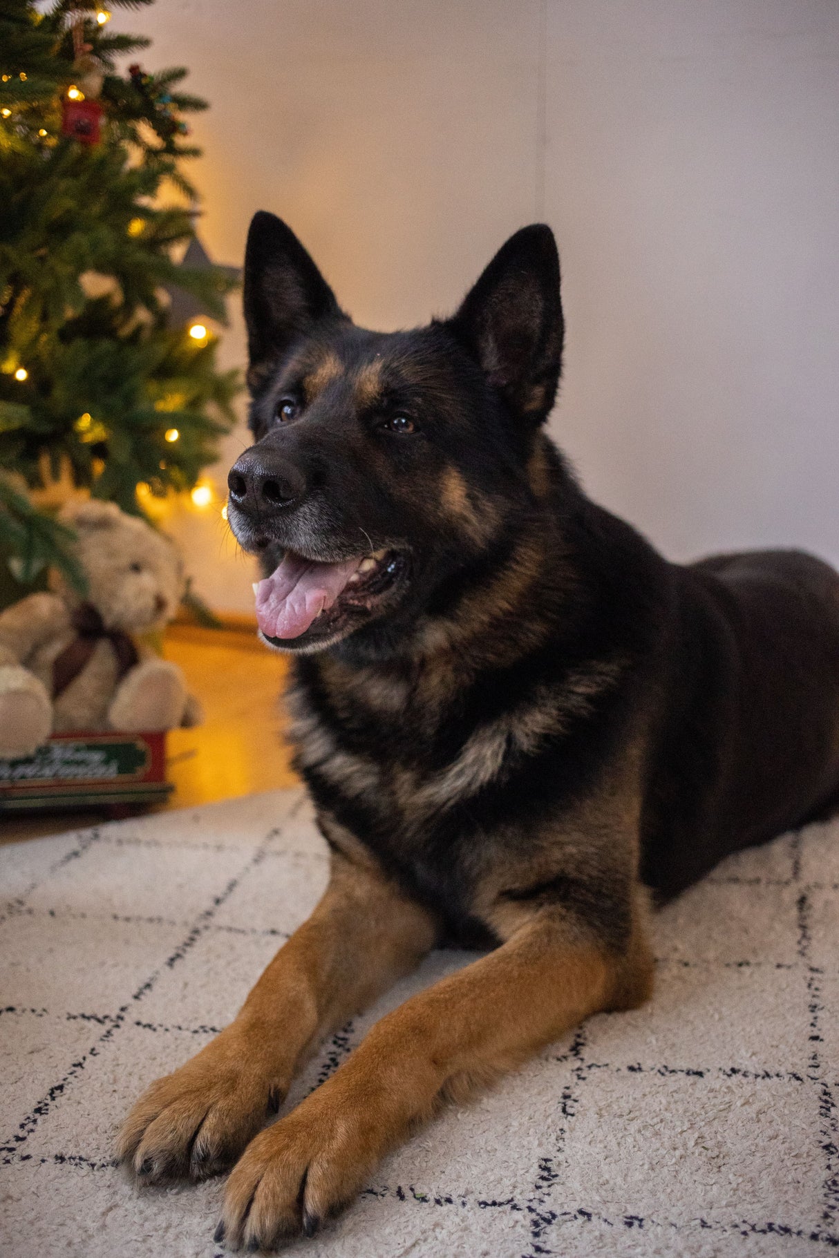 Black and brown dog lying on a rug at home, a pet friendly household that benefits from a good carpet freshener