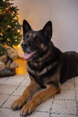 Black and brown dog lying on a rug at home, a pet friendly household that benefits from a good carpet freshener