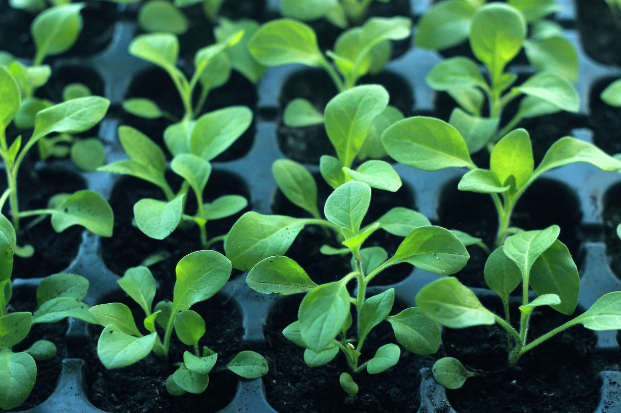 Young vegetable seedlings growing in a plastic seed tray, illustrating how seeds develop after sowing in an Ambassador Seed Tray