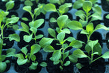 Rows of young seedlings growing in a stackable nursery seed tray filled with compost
