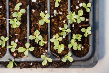 Young seedlings growing in individual cells of a propagator tray, showing strong root development before transplanting