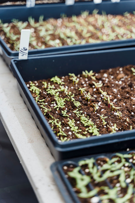 Small green seedlings growing in individual plastic propagator cells in a greenhouse, similar to the four separate mini propagator wells on the Garland Fab 4 Electric Propagator.