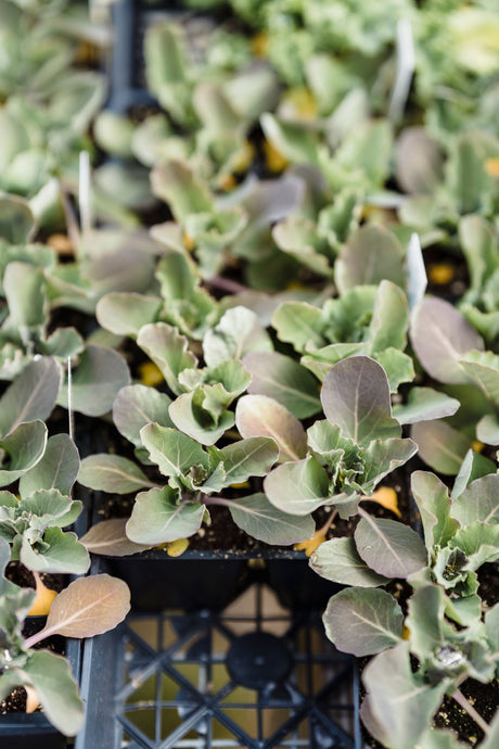 Young seedlings growing in a nursery tray, the type of deep seed tray that fits well inside a Garland Deep Garden Tray for watering from below.