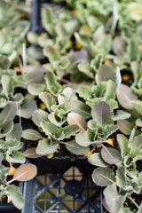 Seedlings being potted up in a nursery tray, the kind of potting job a Garland Tidy Tray contains mess for on a potting bench.