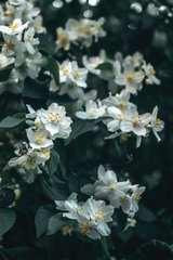 Close up of blooming soft white jasmine flowers