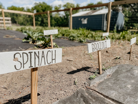 Wooden T shaped plant labels marking spinach and broccoli rows in an organic vegetable garden bed