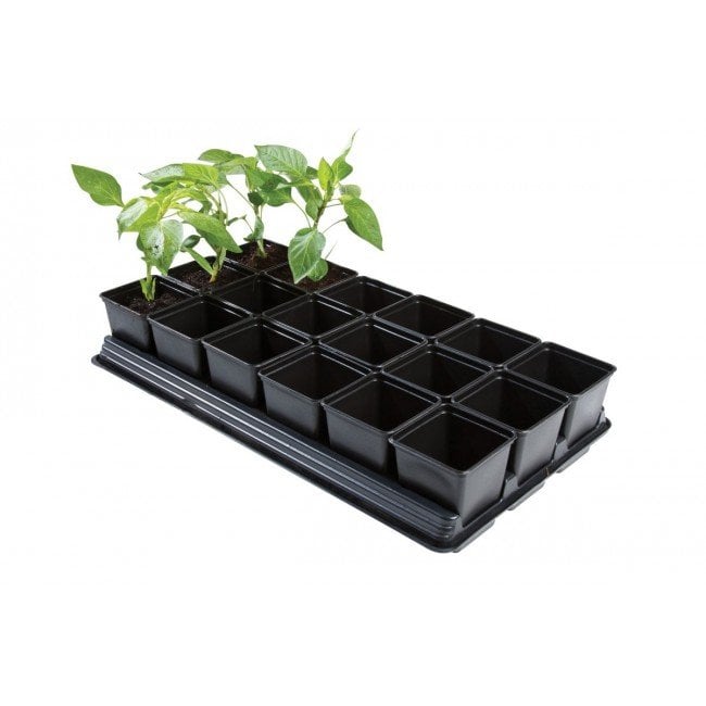 Black growing tray with 18 square pots, one pot containing a young vegetable plant growing on ready for planting out.