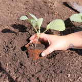 Seedling being planted directly into soil while still in its biodegradable fibre pot, showing how the peat free wood pulp pot reduces root disturbance